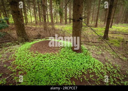 Monticule dans la forêt de conifères, jour d'avril, Pologne orientale Banque D'Images