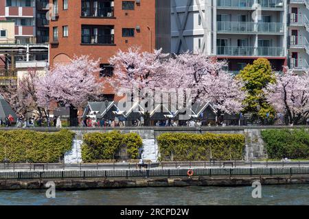 Tokyo, Japon-avril 2023 ; vue vers Sumida Park avec des fleurs de cerisier roses et blanches ou Sakura sur une branche d'un cerisier japonais dans Sumida Ward W. Banque D'Images