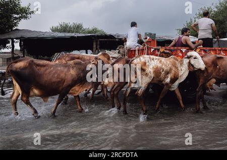 Noida, Floride, Inde. 15 juillet 2023. Les villageois sauvent des vaches sur des terres agricoles inondées et basses dans la banlieue de New Delhi le 15 juillet 2023 à Noida, en Inde. Les vaches étaient bloquées en eau profonde depuis juillet 12 après un affluent du Gange, le Yamuna a dépassé le record de hauteur pour la première fois en 45 ans. (Image de crédit : © Elke Scholiers/ZUMA Press Wire) USAGE ÉDITORIAL SEULEMENT! Non destiné à UN USAGE commercial ! Banque D'Images