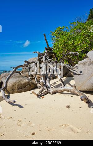 Rochers et branche pourrie près de la plage blanche sany plage et ciel bleu, Mahé Seychelles Banque D'Images