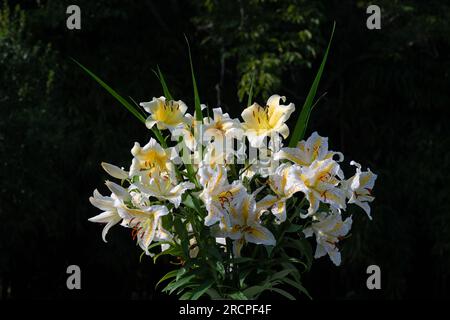 Bouquet de lys jaunes et oranges, lys auratum, lys Conca d'Or, Mister cas, lys Lady Alice, Baferrari, glaïeuls, (jardin du ruisseau de l'église 2023) Banque D'Images