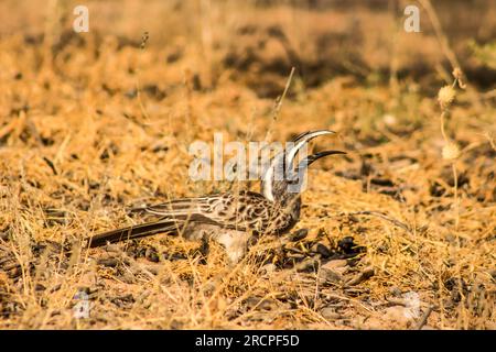 Un bec gris africain, jetant un insecte qu'il vient de prendre dans les airs dans la savane sèche du désert du Kalahari en Afrique du Sud Banque D'Images