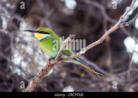 Merops hirundineus, un magnifique mangeur d'abeilles multicolore à queue d'hirow, perché sur une petite branche dans le désert du Kalahari en Afrique du Sud Banque D'Images