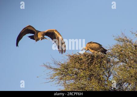 Nidification des vautours dans le Kalahari Banque D'Images