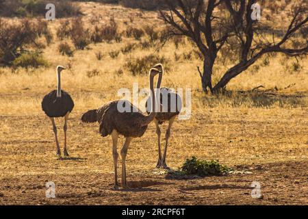 Un petit groupe d'autruches femelles, Struthio camelus, rétroéclairé dans la savane sèche du dessert Kalahari en Afrique du Sud Banque D'Images
