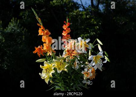 Bouquet de lys jaunes et oranges, lys auratum, lys Conca d'Or, Mister cas, Lady Alice, lys Baferrari, glaïeuls, (jardin du ruisseau de l'église 2023) Banque D'Images