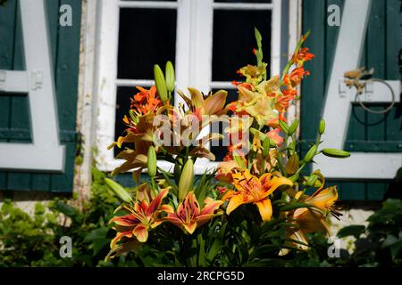 Bouquet de lys jaunes et oranges, lys Hotel California, lys Avallon Sunset, lys African queen, glaïeuls, (jardin du ruisseau de l'église 2023) Banque D'Images