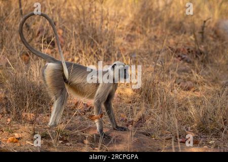 Alert Gray Hanuman langurs ou indian langur ou Semnopithecus singe sentir la menace de prédateur dans le safari de jungle en plein air au parc national de ranthambore en inde Banque D'Images