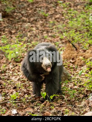 Ours paresseux ou Melursus ursinus ou ours indien gros plan sauvage mâle adulte expression du visage et griffes dans l'habitat naturel vert fond noir dangereux Banque D'Images