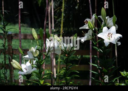 lilium blanc eyeliner (jardin du ruisseau de l'église 2023) Banque D'Images