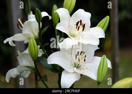 lilium blanc eyeliner (jardin du ruisseau de l'église 2023) Banque D'Images