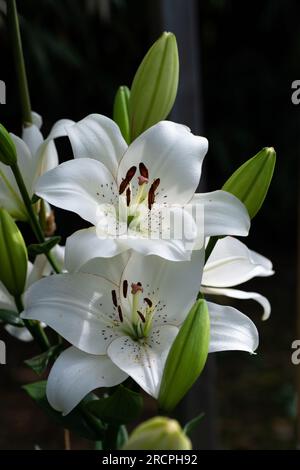 lilium blanc eyeliner (jardin du ruisseau de l'église 2023) Banque D'Images