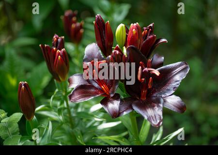 Lilium noir Nightrider (jardin du ruisseau de l'église 2023) Banque D'Images