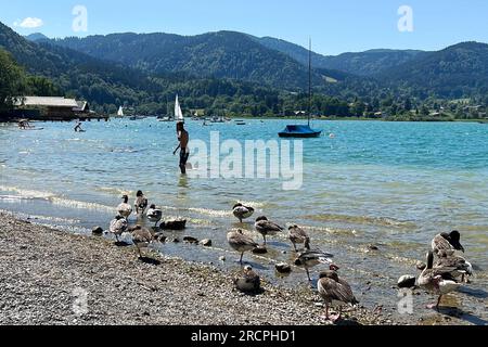 Rottach Egern, Deutschland. 15 juillet 2023. Jour d'été 2023 (07/15/2023) à Tegernsee. Ringsee/Badeanlage Schorn, mieux connu comme Popperwiese dans Rottach Egern.Graugaense, baigneurs, vacanciers, plage, lac, baigner, nager, ? Crédit : dpa/Alamy Live News Banque D'Images