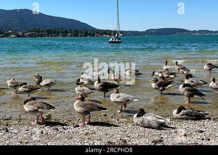 Rottach Egern, Deutschland. 15 juillet 2023. Jour d'été 2023 (07/15/2023) à Tegernsee. Ringsee/Badeanlage Schorn, mieux connu comme Popperwiese dans Rottach Egern.Graugaense, baigneurs, vacanciers, plage, lac, baigner, nager, ? Crédit : dpa/Alamy Live News Banque D'Images