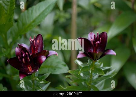 Lilium noir Nightrider (jardin du ruisseau de l'église 2023) Banque D'Images