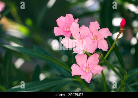 Fleurs tropicales rose vif fleurissent. Fleurs exotiques roses en gros plan. Banque D'Images