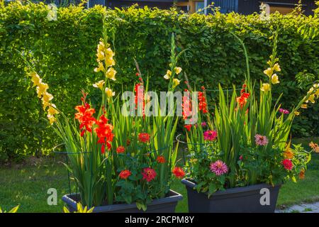 Belle vue sur le jardin avec fleurs de gladiolus rouges et jaunes en pots de jardin. Banque D'Images