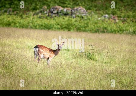 Une image HDR d'été de jeunes de Red Deer, Cervus elaphus scoticus, broutant dans des champs ruraux près du Loch Ness, en Écosse. 11 juin 2023 Banque D'Images