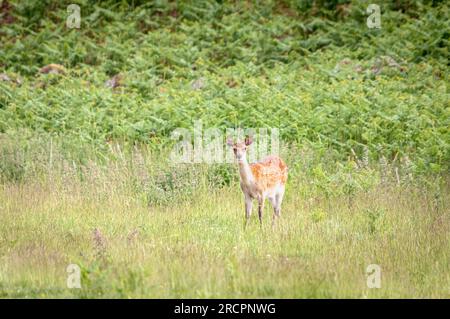 Une image HDR d'été de jeunes de Red Deer, Cervus elaphus scoticus, broutant dans des champs ruraux près du Loch Ness, en Écosse. 11 juin 2023 Banque D'Images