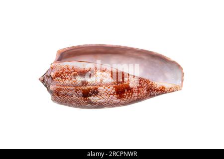 Cône de géographie (Conus geographus), escargot de cigarette, l'escargot de mer le plus venimeux qui peut tuer des humains de l'Indo-Pacifique tropical (vue perturale) Banque D'Images
