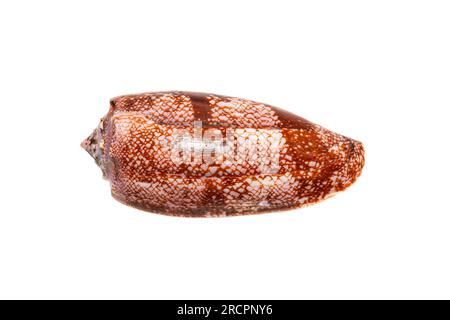 Cône de géographie (Conus geographus), escargot de cigarette, l'escargot de mer le plus venimeux qui peut tuer des humains de l'Indo-Pacifique tropical (vue abaperturale) Banque D'Images
