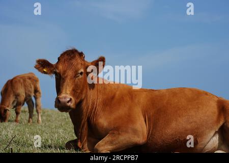 Bovins de boucherie rouge, vache Angus dans le pâturage du sud du Devon, près de Gara Rock, Royaume-Uni Banque D'Images