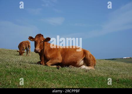 Bovins de boucherie rouge, vache Angus dans le pâturage du sud du Devon, près de Gara Rock, Royaume-Uni Banque D'Images