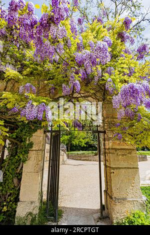 Glycine en pleine floraison autour d'une porte en fer forgé et d'un mortier de bâtiment en pierre. Banque D'Images