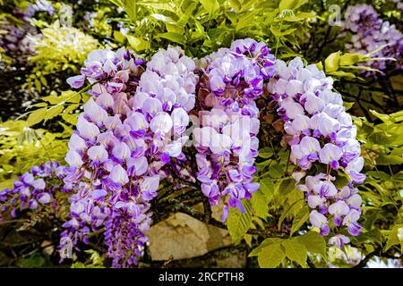 Glycine en pleine floraison autour d'une porte en fer forgé et d'un mortier de bâtiment en pierre. Banque D'Images