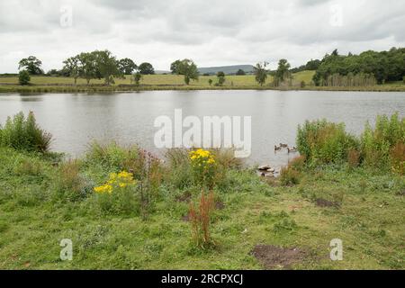 Pinker's Pond Middleham Low Moor Yorkshire Dales Banque D'Images