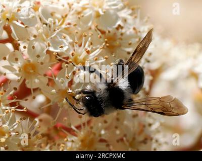 Macro de l'abeille minière cendré (Andrena cineraria) fourragère des fleurs de photinia Banque D'Images