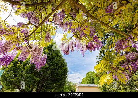 Glycine en pleine floraison autour d'une porte en fer forgé et d'un mortier de bâtiment en pierre. Banque D'Images