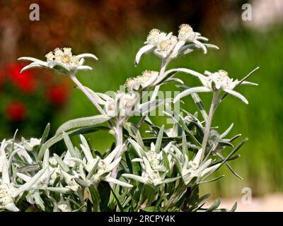 Quatre fleurs edelweiss (Leontopodium alpinum) dans les Alpes à La Plagne, Savoie. Banque D'Images