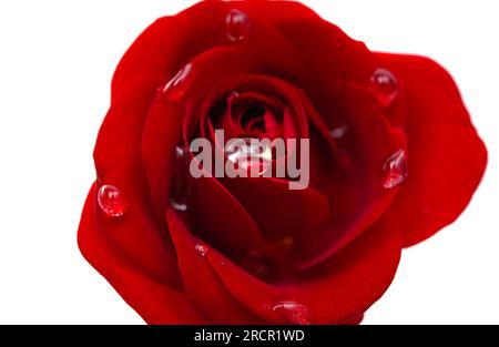 Rose rouge avec de l'eau gouttes isolé sur fond blanc Banque D'Images