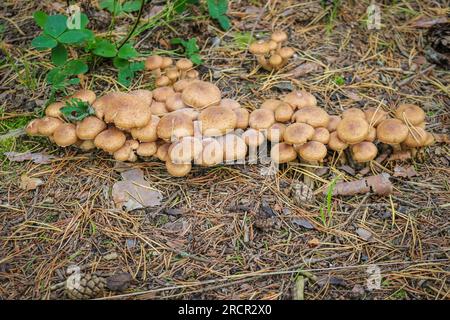 Beaucoup d'Armillaria mellea sur un arbre dans la forêt d'automne se ferment Banque D'Images