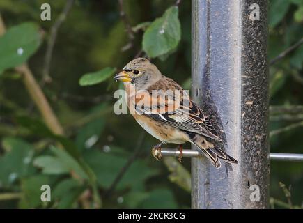 Brambling (Fringilla montifringilla) femelle adulte nourrissant à Nyger Feeder Eccles-on-Sea, Norfolk, Royaume-Uni. Octobre Banque D'Images