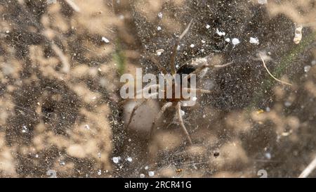 Gros plan du nid de coléoptères Agelena labyrinthica Banque D'Images