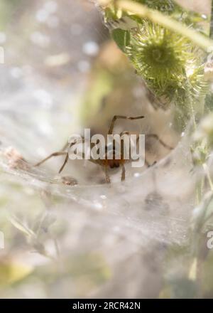 Gros plan du nid de coléoptères Agelena labyrinthica Banque D'Images