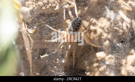Gros plan du nid de coléoptères Agelena labyrinthica Banque D'Images
