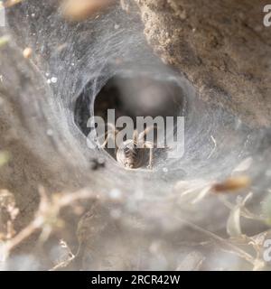 Gros plan du nid de coléoptères Agelena labyrinthica Banque D'Images