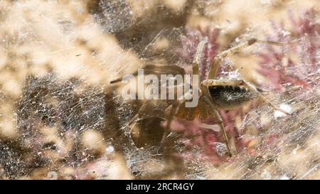Gros plan du nid de coléoptères Agelena labyrinthica Banque D'Images