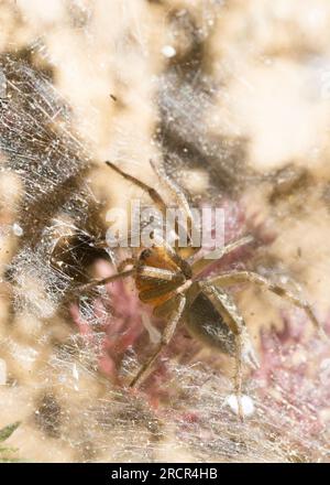 Gros plan du nid de coléoptères Agelena labyrinthica Banque D'Images
