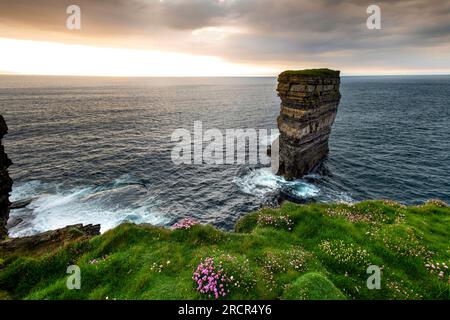 Sea Stack et Sea Pinks à Downpatrick Head, comté de Mayo, Irlande Banque D'Images