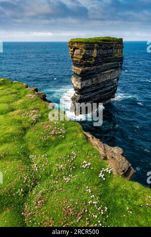 Sea Stack et Sea Pinks à Downpatrick Head, comté de Mayo, Irlande Banque D'Images