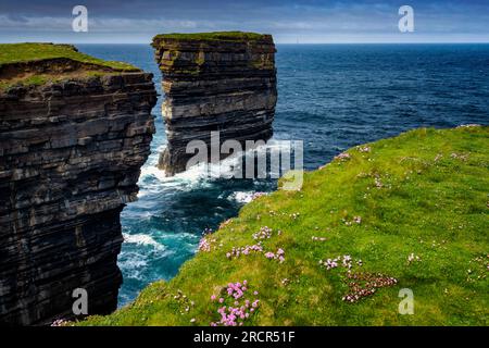 Sea Stack et Sea Pinks à Downpatrick Head, comté de Mayo, Irlande Banque D'Images