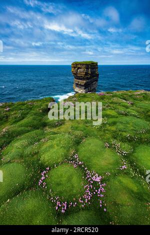 Sea Stack et Sea Pinks à Downpatrick Head, comté de Mayo, Irlande Banque D'Images