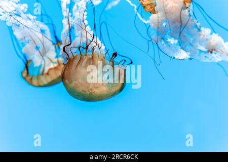 Groupe de méduses d'ortie de la baie Atlantique dans l'eau Banque D'Images