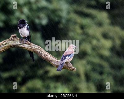 Jay et Magpie en été dans le centre du pays de Galles Banque D'Images