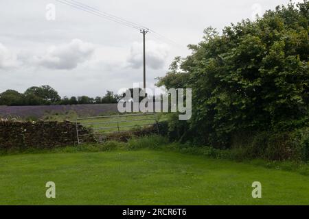 Field of Lavender, Faulkland, Somerset, Angleterre Banque D'Images